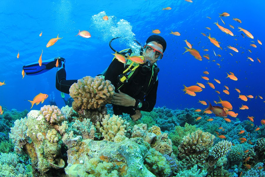 Lặn ngắm san hô tại Quy Nhơn là một trải nghiệm hết sức hấp dẫn khi bạn đến thăm Kỳ Co Eo Gió (Nguồn: Internet)