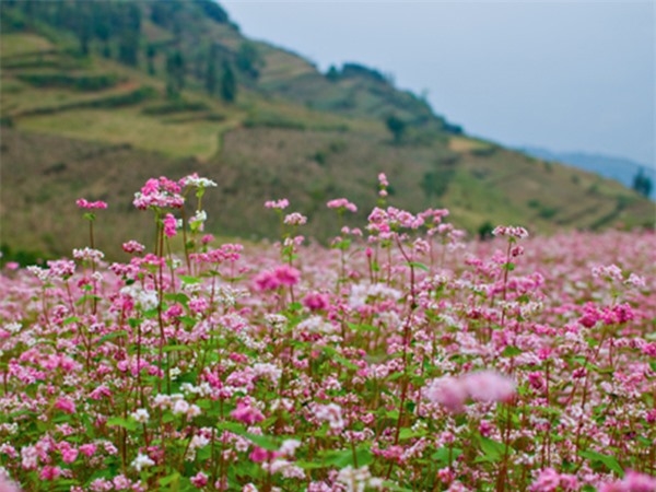 Những cánh đồng hoa tam giác mạch nở rộ tạo nên một cảnh quan thiên nhiên thơ mộng, đặc sắc, tuyệt đẹp