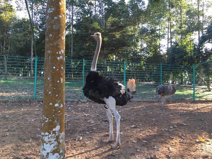 Tham quan vườn thú tại Đảo Ó - Đồng Trường